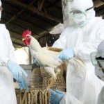 Sanidad amplía la recomendación de vacuna de la gripe a trabajadores expuestos a virus aviares o porcinos