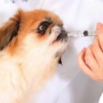 La implantación del braille en envases de medicamentos veterinarios, más cerca