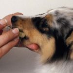 Madrid regulará los botiquines veterinarios para evitar la venta no autorizada de medicamentos