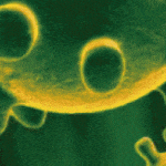 Coronavirus: toda la información y análisis en Diariofarma