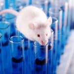 España lidera el acuerdo internacional sobre el uso de animales en experimentación científica, según la Cosce