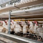 La OMS considera baja la posibilidad de transmisión del brote de gripe aviar de Reino Unido