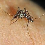 ‘Mosquito Alert’, acceso ciudadano al control de enfermedades transmitidas por vectores