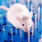 La Efpia, apoya, “con cautela”, la eliminación progresiva del uso de animales con fines científicos