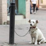 Los farmacéuticos no están facultados para dejar entrar animales en las boticas gallegas