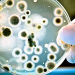La OMS pone al día la lista de bacterias farmaco-resistentes más peligrosas
