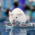 Edición génica para desarrollar nuevos modelos de cáncer de pulmón en ratones