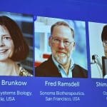 El Nóbel de Medicina a los ‘guardianes’ de la seguridad del sistema inmunitario