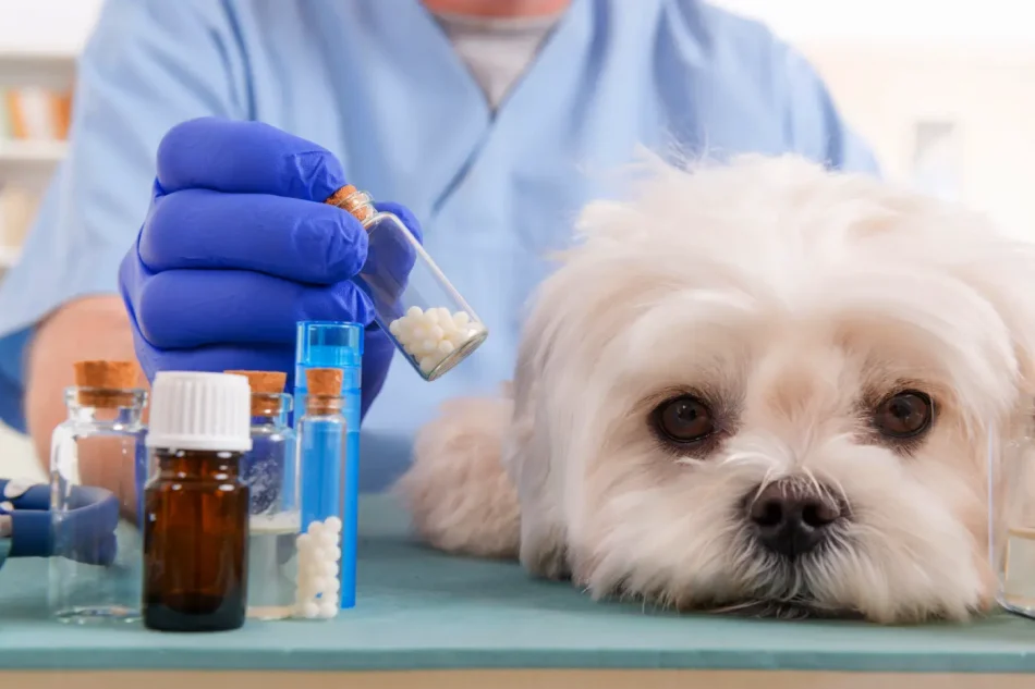 2026 farmacia medicamento veterinario mascotas Depositphotos_105381620_L