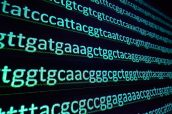 Sequencing the genome. Sequence of nucleotide bases in DNA.