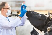 veterinarian examines   animal on the ranch cows