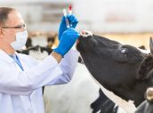 veterinarian at  farm cattle