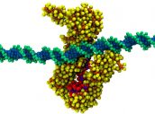 Mecanismo de trinquete complejo STAG2RAD21 bloqueado en el movimiento hacia la derecha sobre una hebra de ADN.