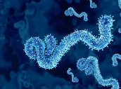 bundibugyo-ebola-virus-strain-ebolavirus-Depositphotos_887505670_XL